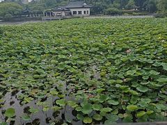 -范蠡湖公园