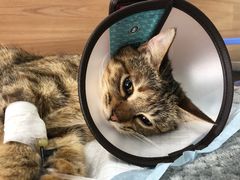 -爱侣宠医·鹦鹉专科·小型哺乳类·异宠专科(灵石路店)