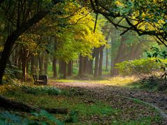 -上海共青森林公园