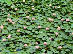 -荷塘月色湿地公园·向阳花洲