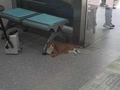 -四月宠物医院·猫专科·心脏专科·内科(转塘店)