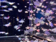 -太平洋海底世界