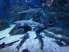 -烟台海昌鲸鲨海洋公园