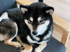 -南京Hallo宠物乐园·哈罗犬舍·柴犬繁育基地