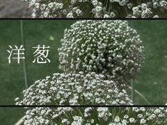 -上海辰山植物园