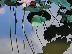 -荔湾湖公园
