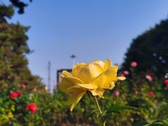 -莲花池公园