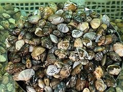-鲁前海沿儿