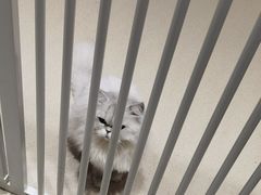 -藏猫猫咖啡主题馆(中央大道店)
