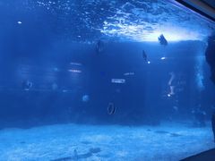 -石家庄海洋公园