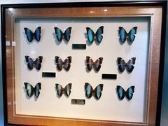 -上海昆虫博物馆