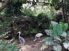 -广州长隆飞鸟乐园