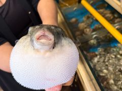 -天正河鲀·河豚亭(大连店)