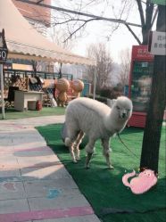 -萌宠亲子动物乐园(槐房万达店)