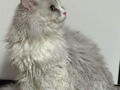 -瑞派康怡24h宠物医院·犬猫医疗中心·微创绝育(瑞景分院)