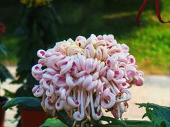 -北京植物园-展览温室