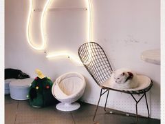 -有猫主题·治愈系猫咖(曾厝垵店)