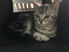 -瑞派长江宠物医院·猫科·外科·24小时夜护(谊城公寓分院)