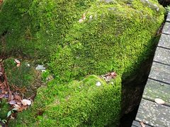 -祁门牯牛降观音堂风景区