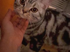 -猫大福·Fortune Cat猫舍(百子湾店)