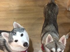 -Husky Go! 哈士奇体验馆·宠物咖啡厅狗咖