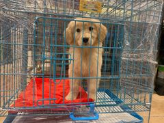 -翊宠yipet猫狗购宠庄园犬舍•猫舍