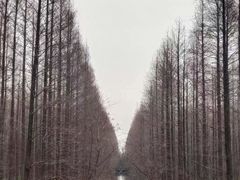 -黄海国家森林公园