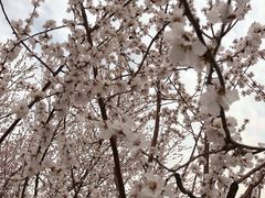-桃花堤公园