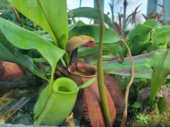 -国家植物园南园