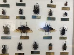 -上海昆虫博物馆