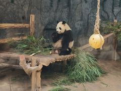 -深圳野生动物园