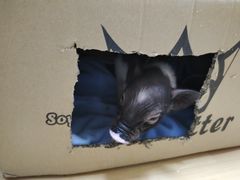-猫色咖啡·猫咖