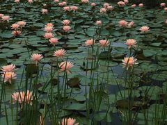 -中国科学院华南植物园