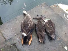 -渔娘蟹庄(阳澄湖莲花岛店)