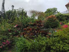 -深圳仙湖植物园