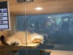 -BABIT巴比特宠物(MOMOPARK店)