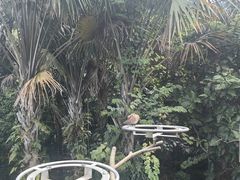 -新加坡飞禽公园