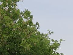 -洛阳市隋唐城遗址植物园
