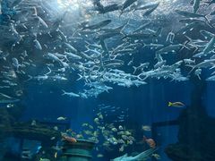 -海合安武汉极地海洋公园