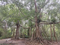 -中国科学院西双版纳热带植物园