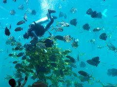 -瑞德姆美人鱼海底演艺主题餐厅(亚龙湾店)