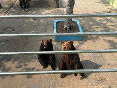 -西霞口神雕山野生动物世界