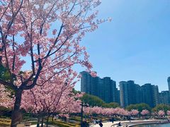 -新江湾城公园