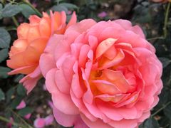 -都江堰玫瑰花溪谷