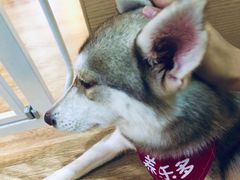 -Husky Go! 哈士奇体验馆·宠物咖啡厅狗咖