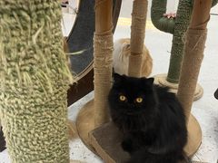 -喵园·猫主题咖啡厅·撸猫·猫咖(国贸店)