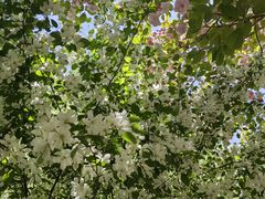 -长白岛森林公园