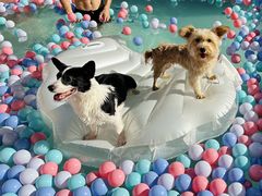 -帕帕拉兹宠物(亚洲旗舰店)