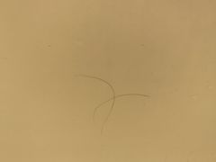 -南京钟山宾馆(江苏省会议中心)