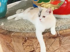 -more than meow吴止猫主题餐厅(承德 中船汇店)